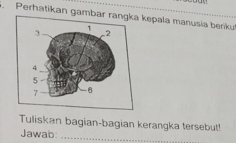 Halaman Unduh untuk 5. Perhatikan Gambar Rangka Kepala Manusia Berikut