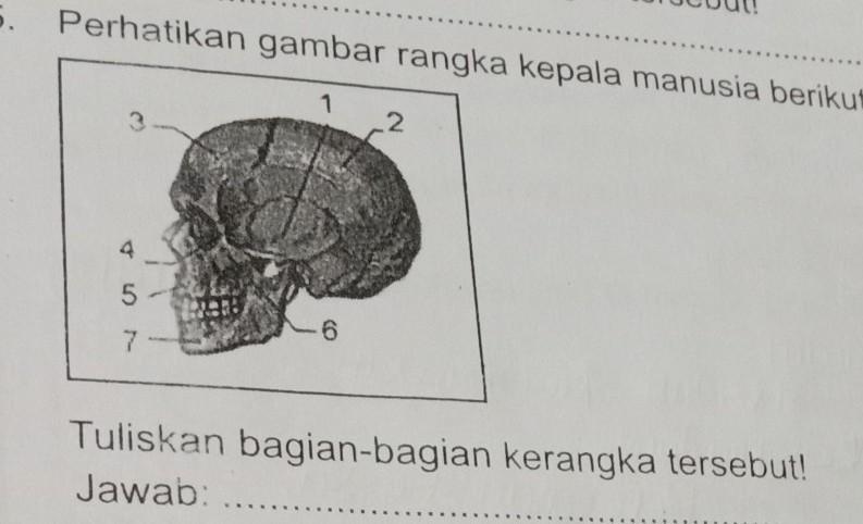 Detail Gambar Kerangka Kepala Nomer 50