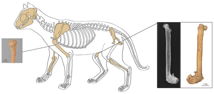 Detail Gambar Kerangka Kucing Nomer 11