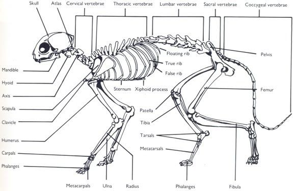 Detail Gambar Kerangka Kucing Nomer 3