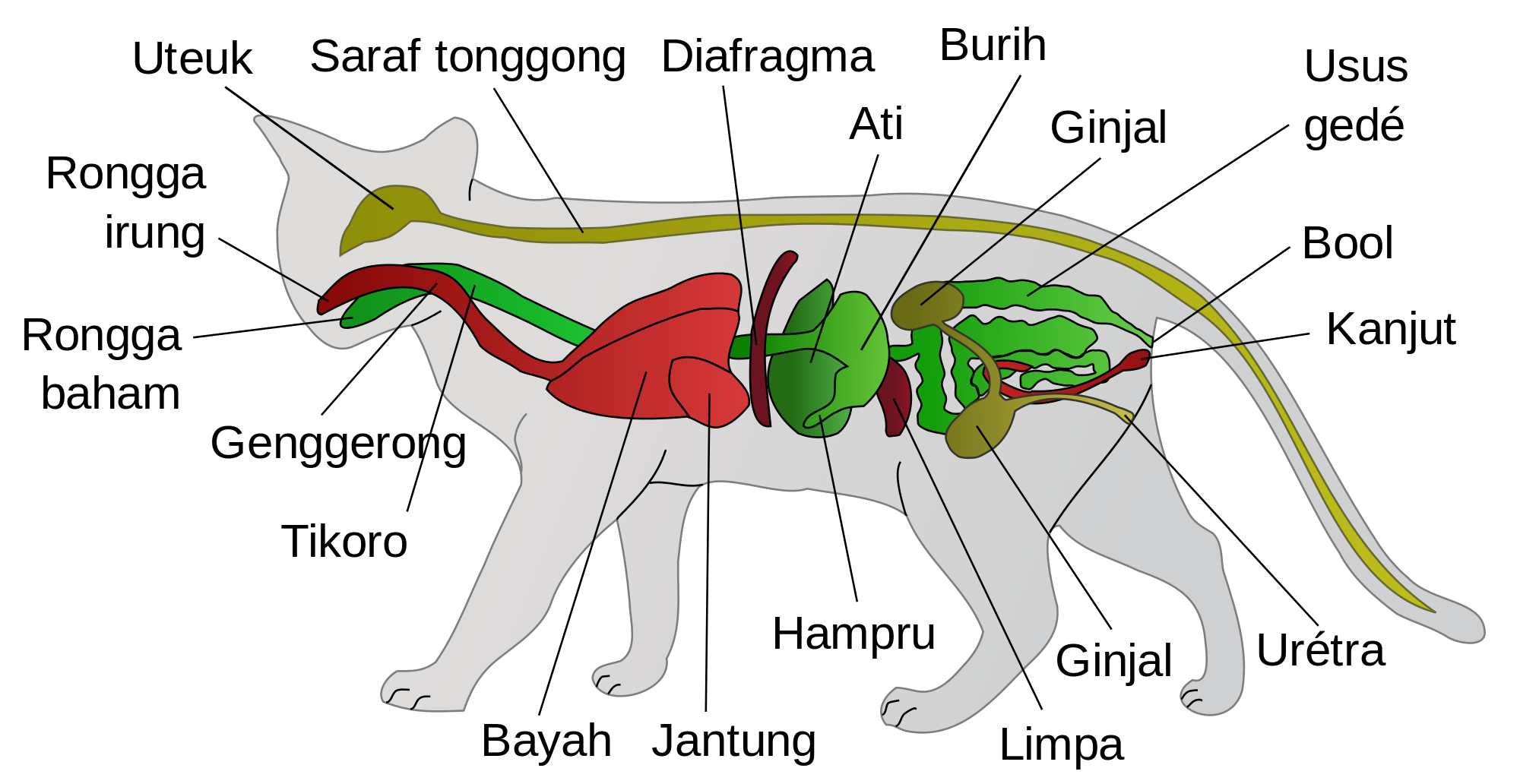 Detail Gambar Kerangka Kucing Nomer 43