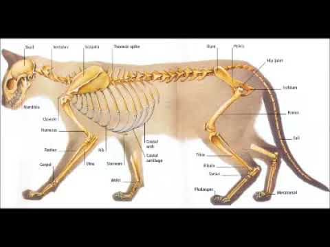 Detail Gambar Kerangka Kucing Nomer 53