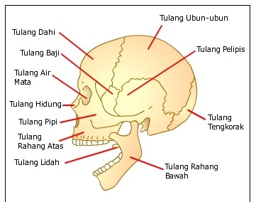 Gambar Kerangka Tengkorak - KibrisPDR