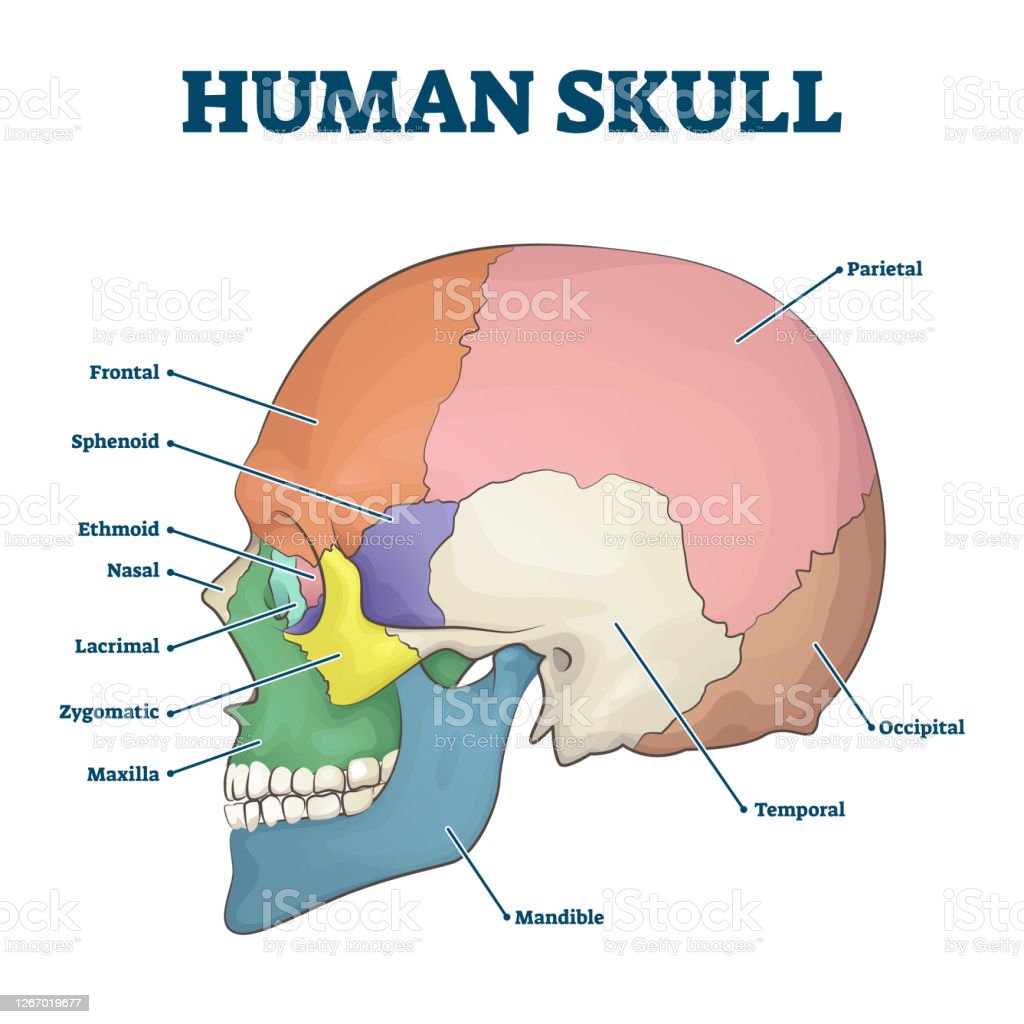 Detail Gambar Kerangka Tengkorak Nomer 31