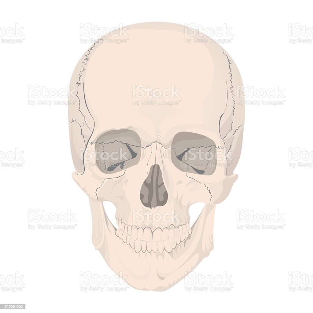 Detail Gambar Kerangka Tengkorak Nomer 37