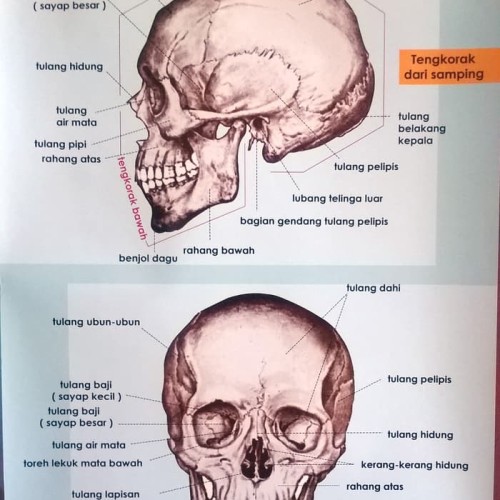 Detail Gambar Kerangka Tengkorak Nomer 6