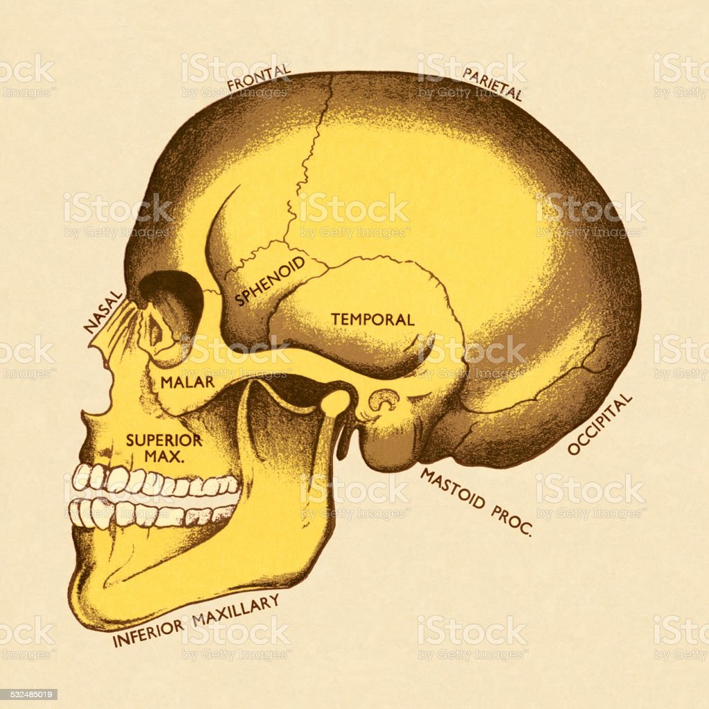 Detail Gambar Kerangka Tengkorak Nomer 49