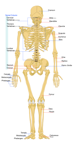 Detail Gambar Kerangka Tulang Nomer 22