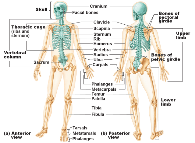 Detail Gambar Kerangka Tulang Nomer 9