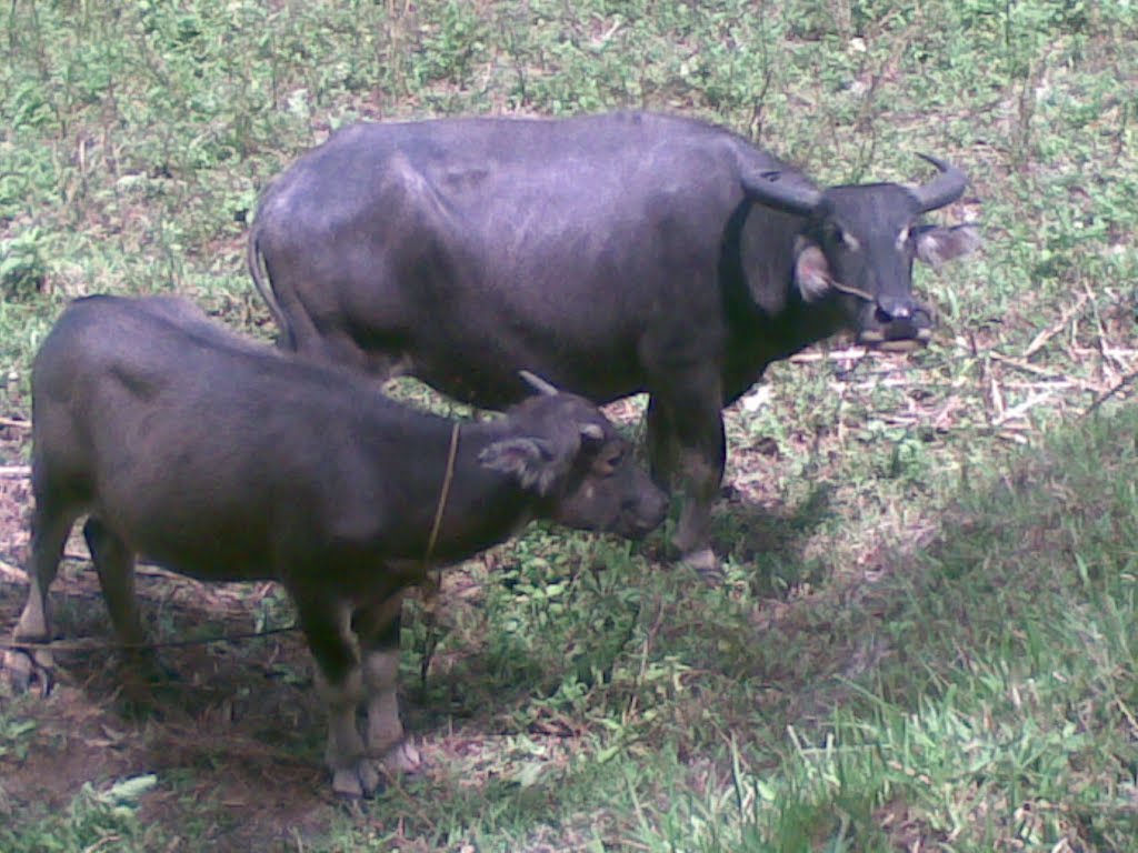 Detail Gambar Kerbau Di Sawah Nomer 30