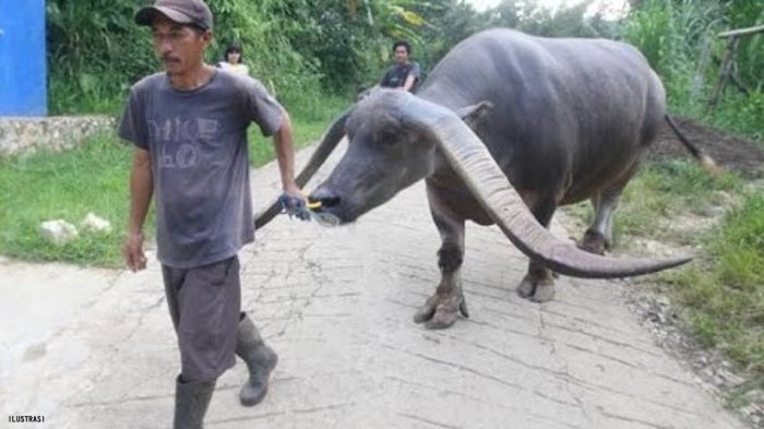 Detail Gambar Kerbau Di Sawah Nomer 37