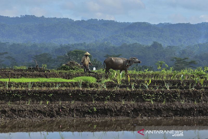 Detail Gambar Kerbau Di Sawah Nomer 41