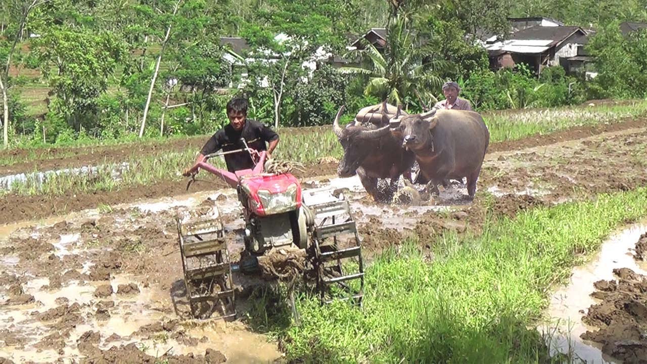 Detail Gambar Kerbau Di Sawah Nomer 45