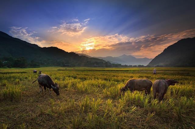 Detail Gambar Kerbau Di Sawah Nomer 6