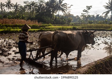 Detail Gambar Kerbau Membajak Sawah Nomer 46