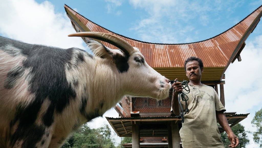 Gambar Kerbau Toraja - KibrisPDR