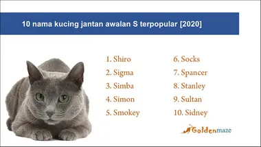 Detail Gambar Keren Kucing Kembar Nomer 22