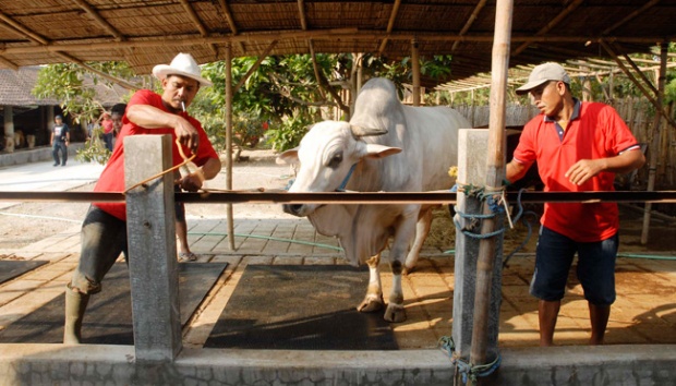 Detail Gambar Kerja Kandang Sapi Nomer 27