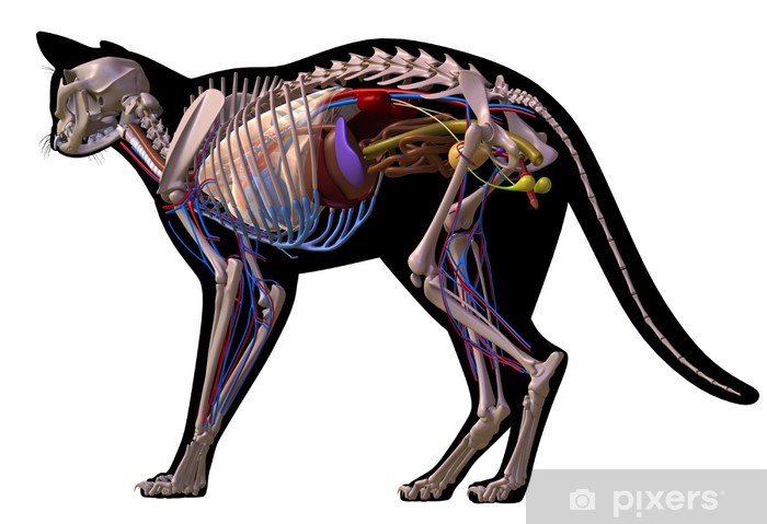 Anatomie Katzenpfote - KibrisPDR