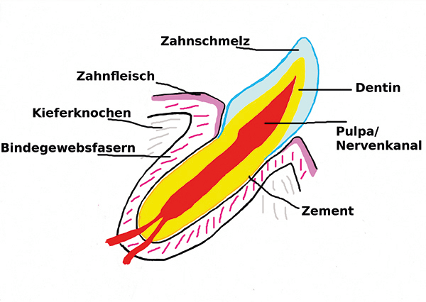 Detail Anatomie Katzenpfote Nomer 5