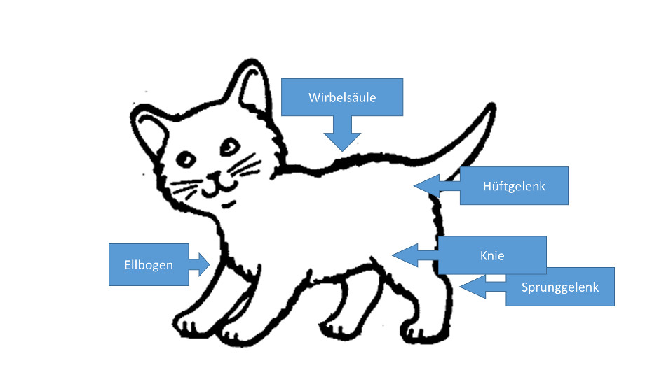 Detail Anatomie Katzenpfote Nomer 6