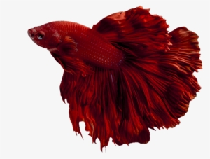 Detail Betta Fish Skeleton Nomer 10
