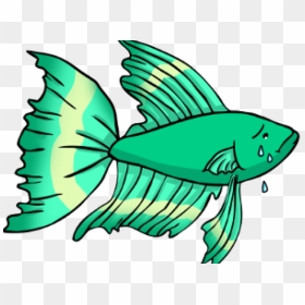 Detail Betta Fish Skeleton Nomer 15