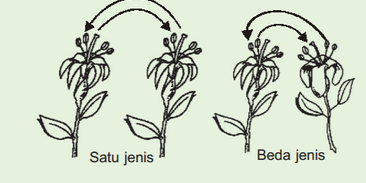 Detail Contoh Penyerbukan Bastar Nomer 25