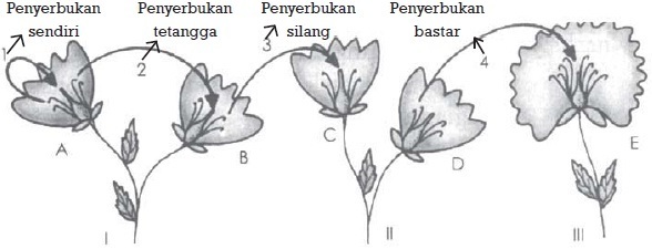 Detail Contoh Penyerbukan Bastar Nomer 34