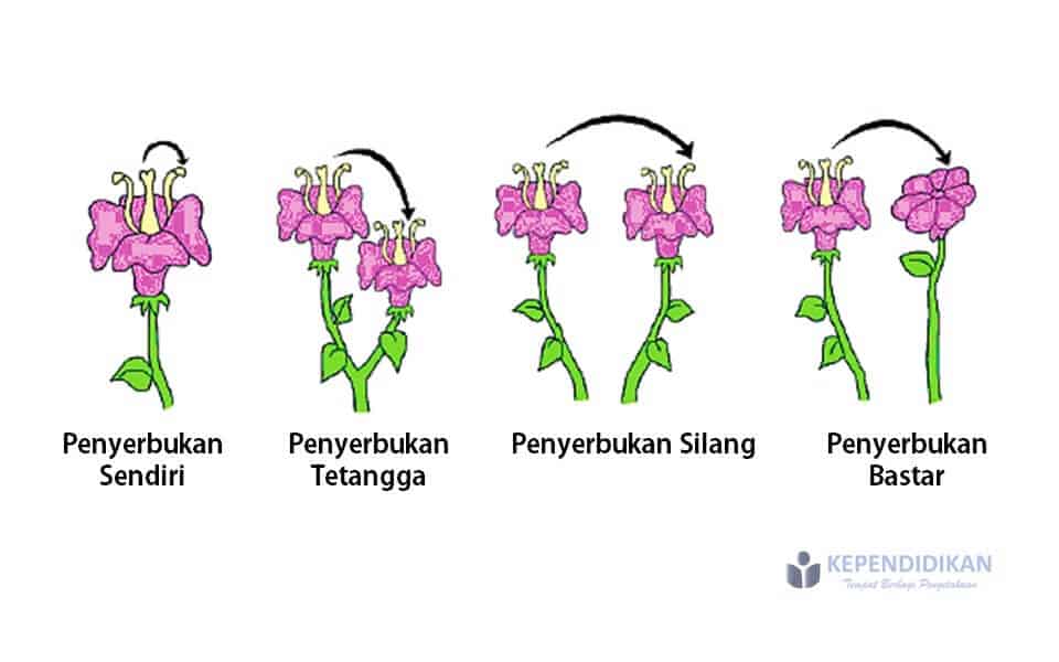 Contoh Penyerbukan Sendiri - KibrisPDR