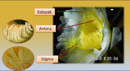 Detail Contoh Penyerbukan Sendiri Nomer 33