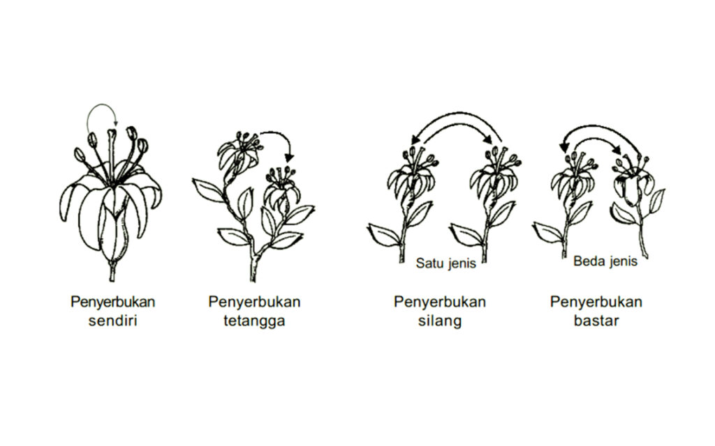 Detail Contoh Penyerbukan Sendiri Nomer 39