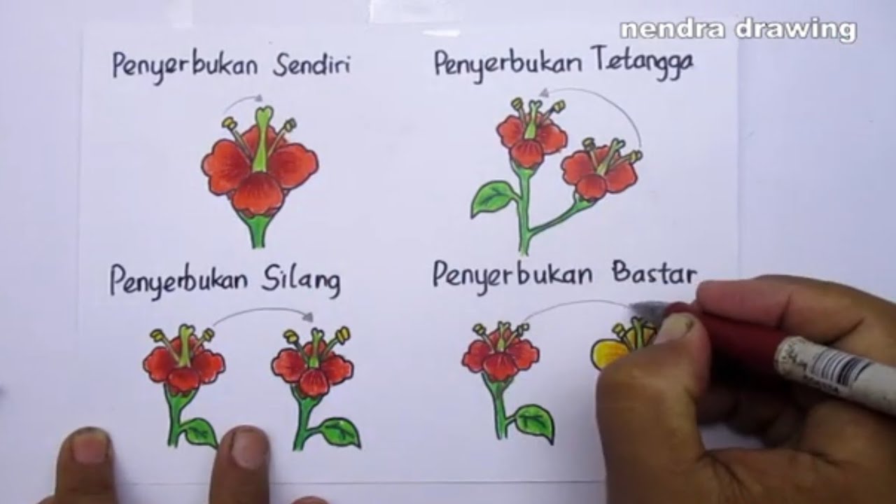 Detail Contoh Penyerbukan Sendiri Nomer 42