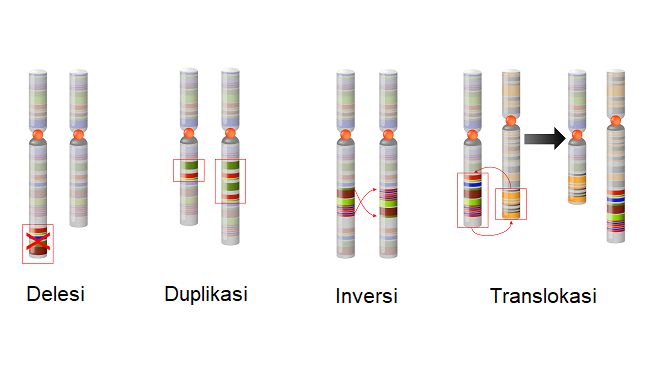 Detail Contoh Peristiwa Mutasi Nomer 14