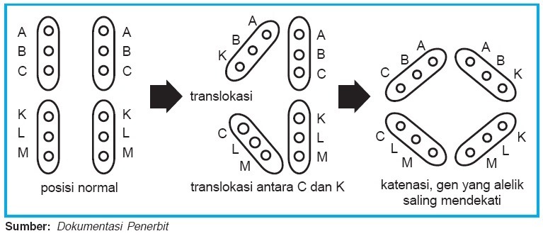 Detail Contoh Peristiwa Mutasi Nomer 34