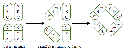 Detail Contoh Peristiwa Mutasi Nomer 5