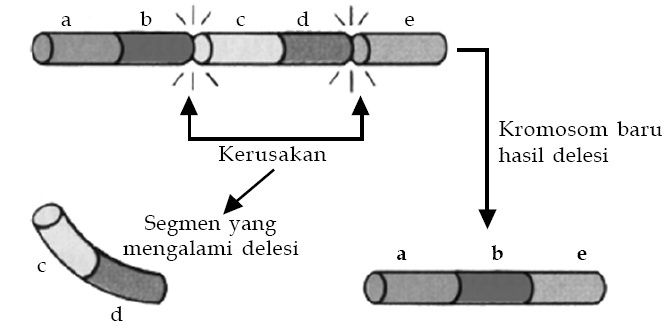 Detail Contoh Peristiwa Mutasi Nomer 52