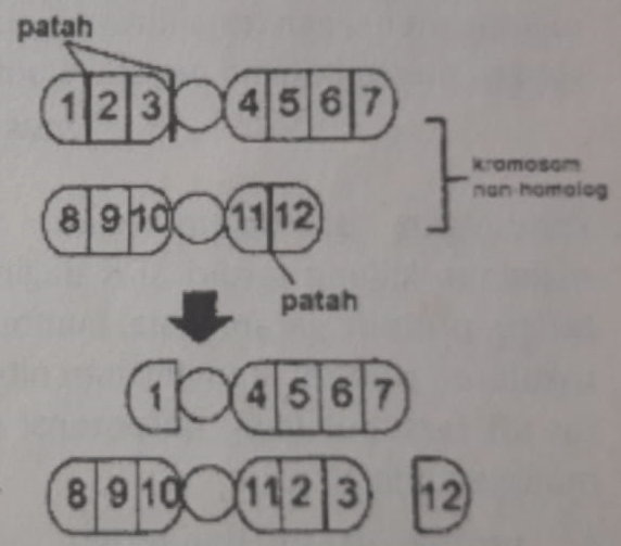 Detail Contoh Peristiwa Mutasi Nomer 10