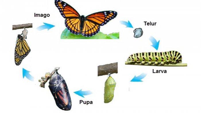 Detail Contoh Perkembangan Pada Hewan Nomer 13