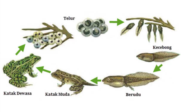 Detail Contoh Perkembangan Pada Hewan Nomer 22