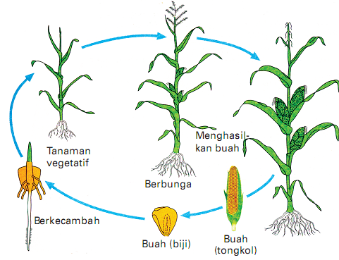 Detail Contoh Perkembangan Pada Hewan Nomer 32