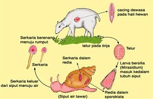 Detail Contoh Perkembangan Pada Hewan Nomer 41