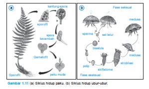 Detail Contoh Perkembangan Pada Hewan Nomer 43