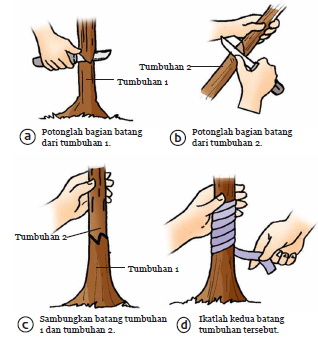 Detail Contoh Perkembangbiakan Buatan Nomer 20