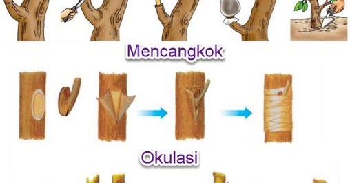 Detail Contoh Perkembangbiakan Buatan Nomer 25