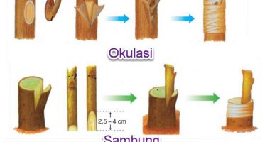 Detail Contoh Perkembangbiakan Buatan Nomer 9