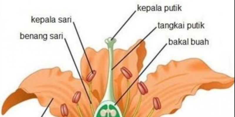 Detail Contoh Perkembangbiakan Generatif Pada Tumbuhan Nomer 17