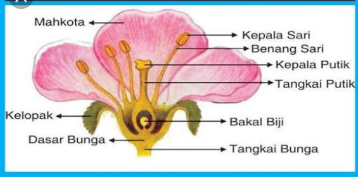 Detail Contoh Perkembangbiakan Generatif Pada Tumbuhan Nomer 42