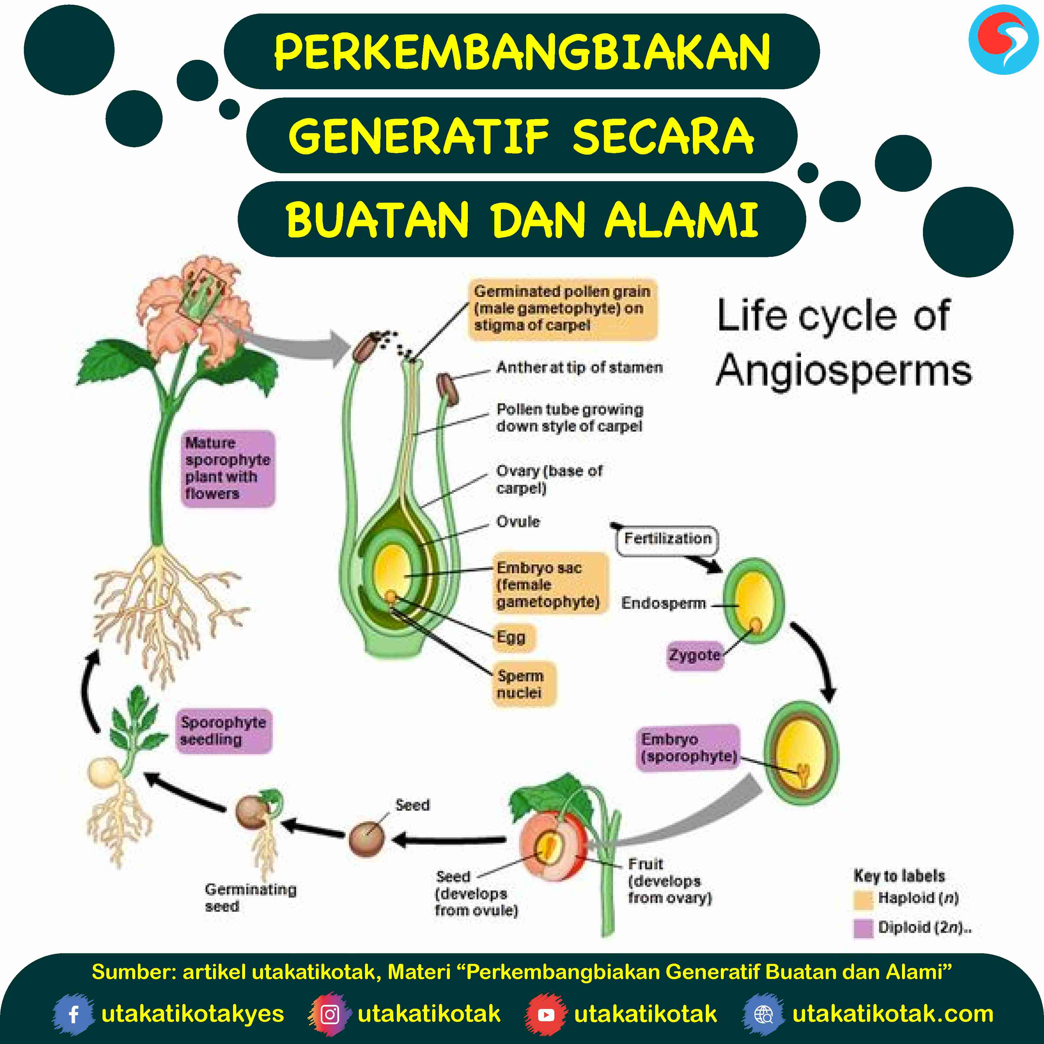 Detail Contoh Perkembangbiakan Generatif Pada Tumbuhan Nomer 6