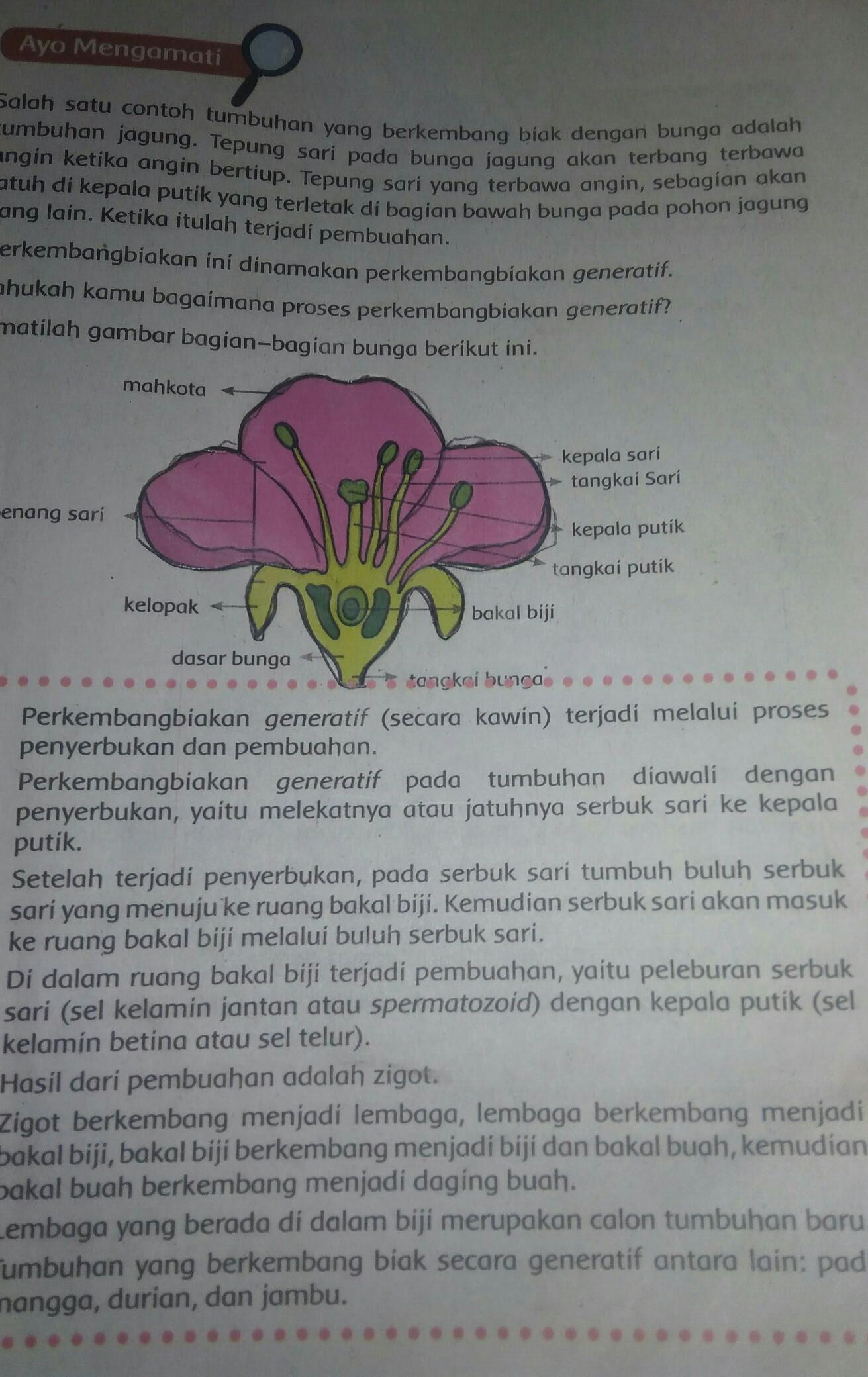 Detail Contoh Perkembangbiakan Generatif Pada Tumbuhan Nomer 48